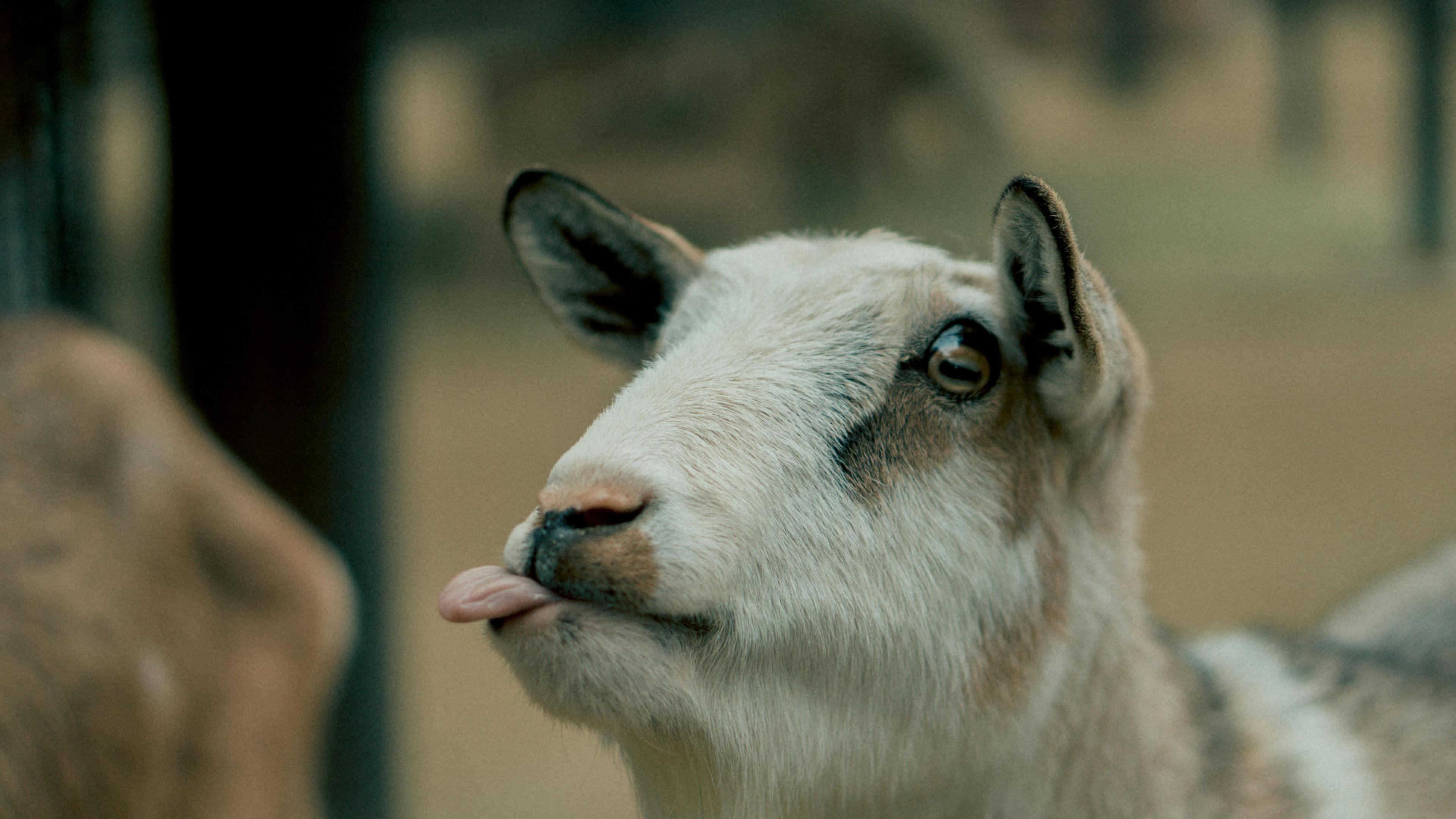 Goat sticking its tongue out